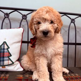 Orange  girl - Yellow and white female Bernedoodle puppy in Hines, Oregon from Switch Canyon Doodles