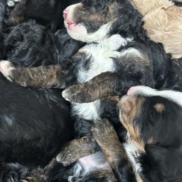 Bernedoodle and Goldendoodle Puppies from Forest Family Doodles