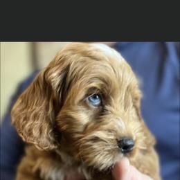 Cockapoo and Goldendoodle Puppies from Bright and Beautiful Cockapoos and Doodles