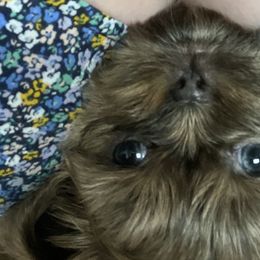 Shih Tzu Puppies from Shih Tzu U