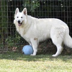 Ryker  - Berger Blanc Suisse