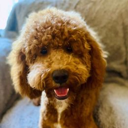 Adele - Red  female Goldendoodle puppy in Lancaster, California from Kid's Best Doodle