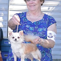 Chihuahuas from Jetstar Chihuahuas