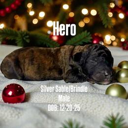 Hero - Brindle male Poodle puppy in Denton, Maryland from Cajun Girl Kennels