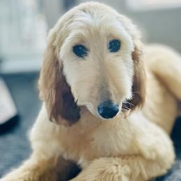 Domino female - Blue and cream female Afghan Hound puppy in Carlisle, Pennsylvania from Winterberry Afghan Hounds