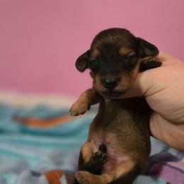 Sardonyx - Cream male Dachshund puppy in Windom, Minnesota from Aster Creek Dachshunds & Australian Shepherds