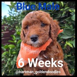 Blue - Red  male Goldendoodle puppy in Upland, California from Hartman Goldendoodles