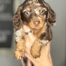 Eve - Dapple female Dachshund puppy in Brandon, Florida from Knights Dachshunds