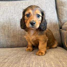 Grace 2800 - Red female Dachshund puppy in Tonopah, Arizona from Brandie's Dachshunds