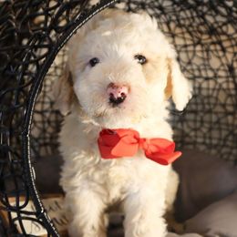 Whoodles from Leshas Whoodles