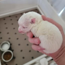 American Eskimo Dog Puppies from Diamond Storm Eskies