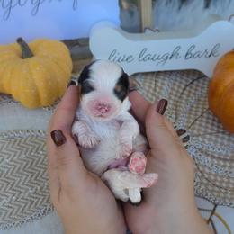 Cornbread - Tri-color male Australian Labradoodle puppy in Connersville, Indiana from Dessie's Doodles