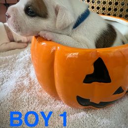 Staffordshire Bull Terrier Puppies from 1LoveStaffies-Hawaii