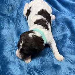 Aussiedoodle and Springerdoodle Puppies from Deek’s Designer Doodles