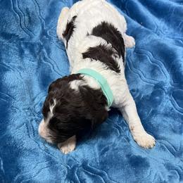 Aussiedoodle and Springerdoodle Puppies from Deek’s Designer Doodles