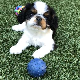 English Toy Spaniel and French Bulldog Puppies from Renaissance French Bulldogs and English Toy Spaniels