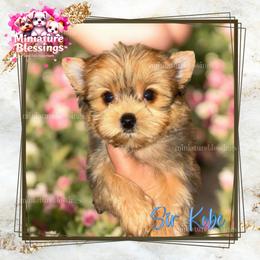 Sir Kobe - Yorkshire Terrier
