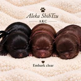 Ross - Sable male Shih Tzu puppy in Richmond, Texas from Aleka Shih Tzu
