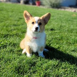 Pembroke Welsh Corgi Puppies from Top-Notch Paws