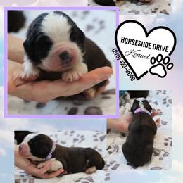 Eve - Brown and white female Saint Bernard puppy in Green Forest, Arkansas from Horseshoe Drive Kennel