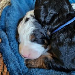 Gandalf - Black and white male Bernedoodle puppy in Granton, Wisconsin from Rose River Farms