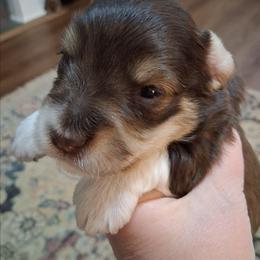 Brady - Parti male Miniature Schnauzer puppy in Clemmons, North Carolina from Schnauzer Snobs