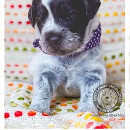 Miss Purple - Chocolate female Australian Labradoodle puppy in Wake Forest, North Carolina from Lucky Country Labradoodles