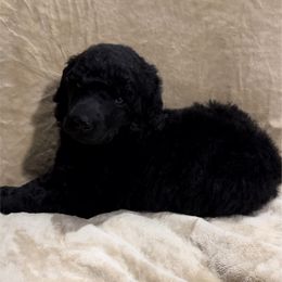 “Muffin” Purple Collar Girl - Poodle puppy from Champagne Poodles
