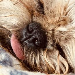 Brussels Griffon All Grown Up from Griffs & Giggles Ranch - The Cortez Family