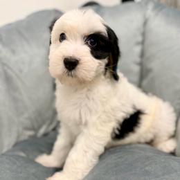 Christmas Vacation - Tri-color female Bernedoodle puppy in Hegins, Pennsylvania from Bubbling Springs Doodles, LLC