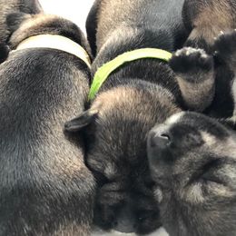 Miniature Schnauzer Puppies from MoonShadow Miniature Schnauzers