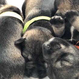 Miniature Schnauzer Puppies from MoonShadow Miniature Schnauzers