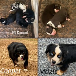 Mazie - Miniature Australian Shepherd