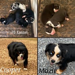 Mazie - Miniature Australian Shepherd