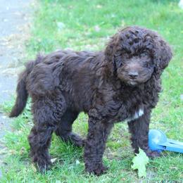 Artemis - Chocolate female Labradoodle puppy in Grants Pass, Oregon from Oregon Valley Doodles