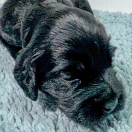 Girl 2 - female Australian Labradoodle puppy in Avon, Indiana from Forever Friends Labradoodles