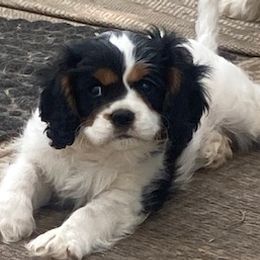 Cavalier King Charles Spaniels and English Springer Spaniels from Liberty Springers and Cavaliers