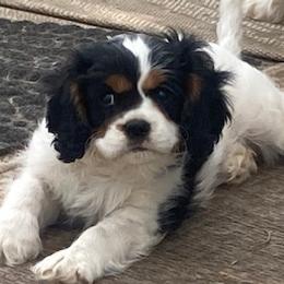 Cavalier King Charles Spaniels and English Springer Spaniels from Liberty Springers and Cavaliers