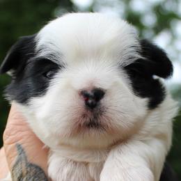Kiwi - Black and white female Shih Tzu puppy in Warren, Michigan from Danielle's Yorkie Babies