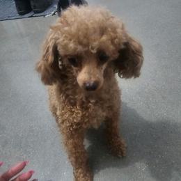 Jill - Poodle