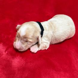Black collar - Fawn (isabella) and cream male Dachshund puppy in Paradise, Texas from Cap Ranch Miniature Dachshunds