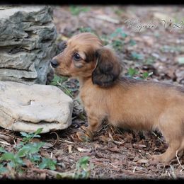 Dachshund and Pug Puppies from Wiggle'n V Ranch