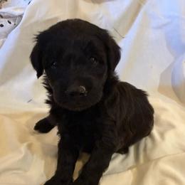 Girl 4 - Black female Bordoodle puppy in Churchill County Fallon, Nevada from Card Family Ranch
