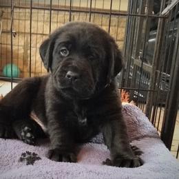 Labrador Retriever Puppies from Alpine Labradors