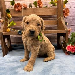 Sprout - Cream male Goldendoodle puppy in Lisbon, Ohio from Willow Lane Doodles