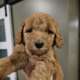 Toffee - Red  female Goldendoodle puppy in Forest, Ohio from Mini Doodle Buddies