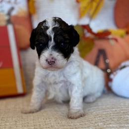 Sinatra - Phantom male Poodle puppy in Caldwell, Idaho from Leila Pearson