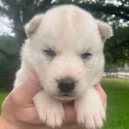 Donut - Sable and white female Siberian Husky puppy in College Station, Texas from Texas Siberian Husky Kennels (TSHK)