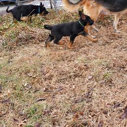 German Shepherd and Goldendoodle Puppies from The Greyline Dogs