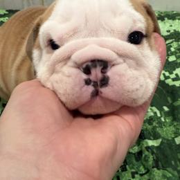 Bulldog Puppies from Bulldog's 4 Brothers